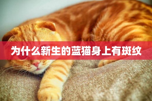 为什么新生的蓝猫身上有斑纹